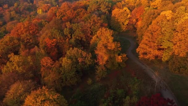 Красиві Осінні Дерева Лісі — стокове відео