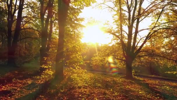 Malebné Záběry Krásných Podzimních Stromů Lese — Stock video