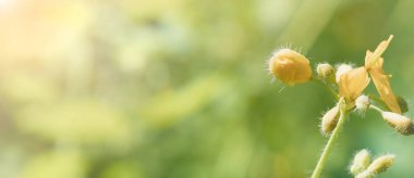 Yaban çiçekli güzel çayır tarlası