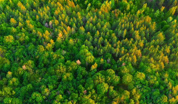 Aerial view colorful green summer forest at dawn
