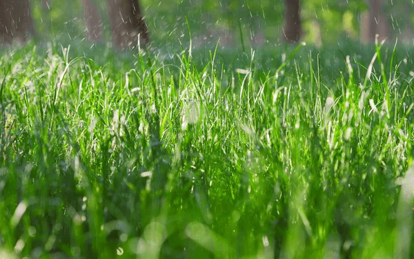 Närbild Vått Grönt Gräs Regnigt Väder — Stockfoto