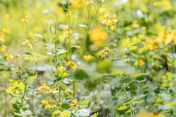 Beautiful wildflowers background close up