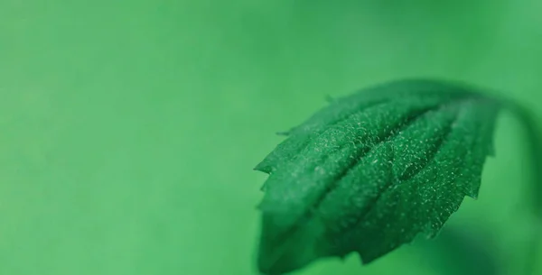 Φρέσκο Πράσινο Φύλλο Από Κοντά Επιλεκτική Εστίαση — Φωτογραφία Αρχείου