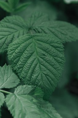 Taze yeşil yapraklar, yakından.