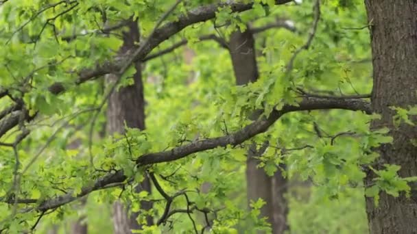 Filmati Panoramici Foglie Albero Nella Foresta Campagna — Video Stock