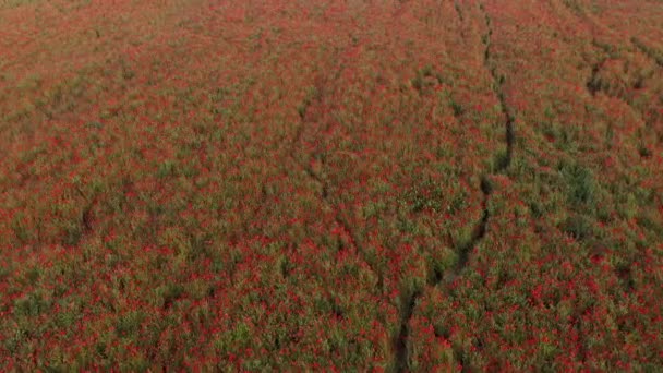 田舎の美しいポピーの花のフィールドの風景映像 — ストック動画