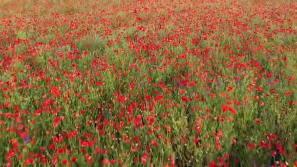 Szenische Aufnahmen Von Schönen Mohnblumen Feld Der Landschaft — Stockvideo