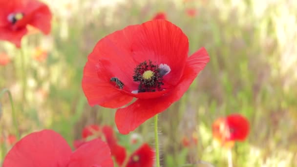 Scenic Footage Beautiful Poppy Flowers Field Countryside — Stock Video