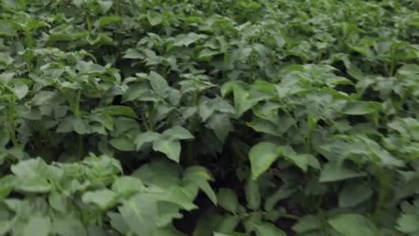 Scenic Optagelser Kartofler Planter Vokser Landskabet Felt – Stock-video