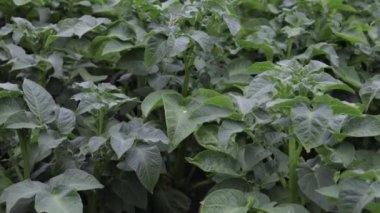 Kırsal alanda yetişen patates bitkilerinin manzaralı görüntüleri.