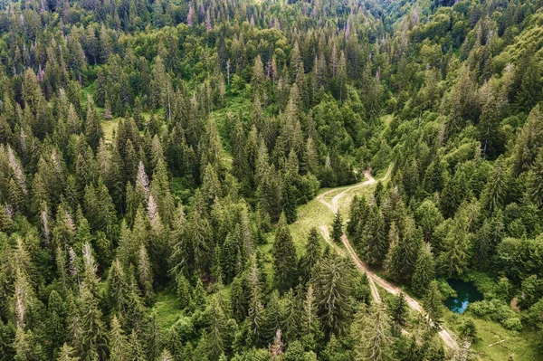 Estrada Montanha Através Floresta Pinheiros Verdes Bela Paisagem Natural — Fotografia de Stock