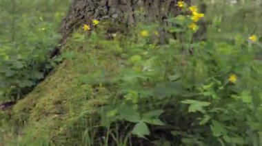 Ağaç gövdesini çimenle kapla.