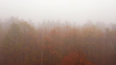 4k sis içinde sonbahar ormanında uçuyor.