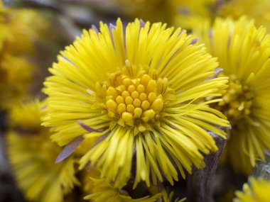 Yakın çekim erken ilkbaharda görünür coltsfoot (Tussilago farfara) sarı çiçek