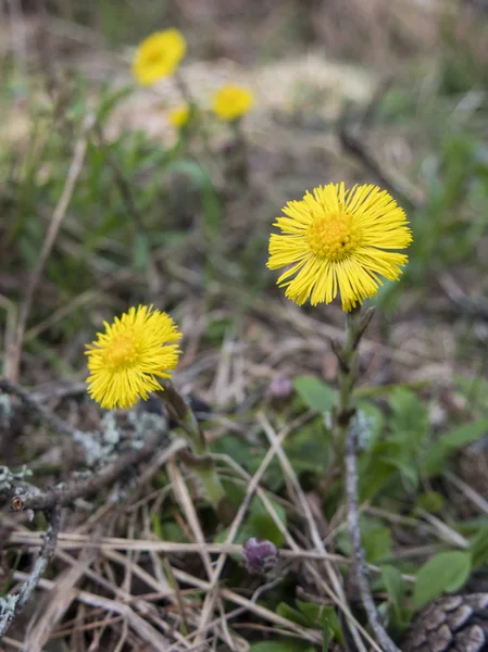 Μεγέθυνση Της Φωτεινό Κίτρινο Coltsfoot Tussilago Farfara Λουλούδια Που Ανθίζουν — Φωτογραφία Αρχείου