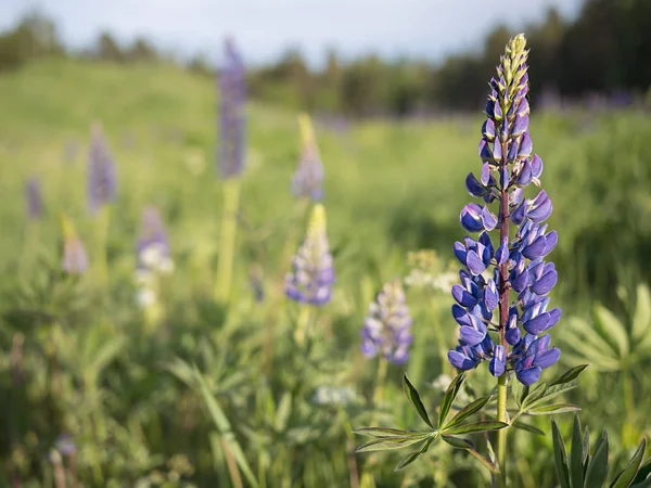Mor çiçek açan lupin fabrikasında (Lupinus) yaz yeşil bir çayırda