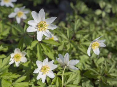 Bahar beyaz vahşi ahşap anemone (Anemone nemorosa) çiçek açan bitkiler