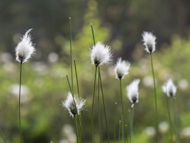 Beyaz pamuklu pamuk tohumu (Eriophorum) tohum başları yazın çamura batar