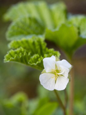 CloudBerry (Rubus chamaemorus) beyaz çiçek yaz aylarında hafif yeşil yaprakları ile