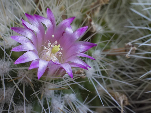 Rosafarbene Kakteenblüten Und Weiße Kakteenstacheln Auf Grünem Kakteenhintergrund Mammillaria Compressa lizenzfreie Stockfotos