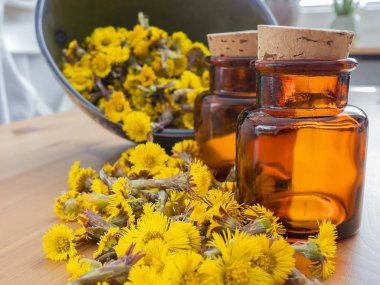 Coltsfoot veya Tussilago farfara kavanozlarda şurup yapmaya hazırlanıyor.