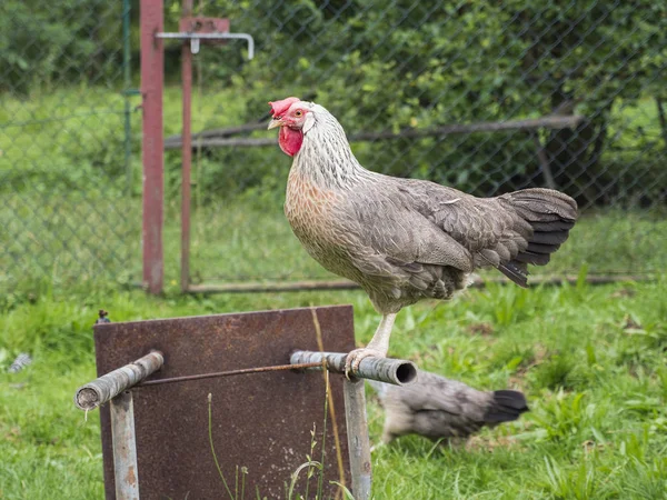 Hen Keeping Balance Country Yard — Stock Photo, Image