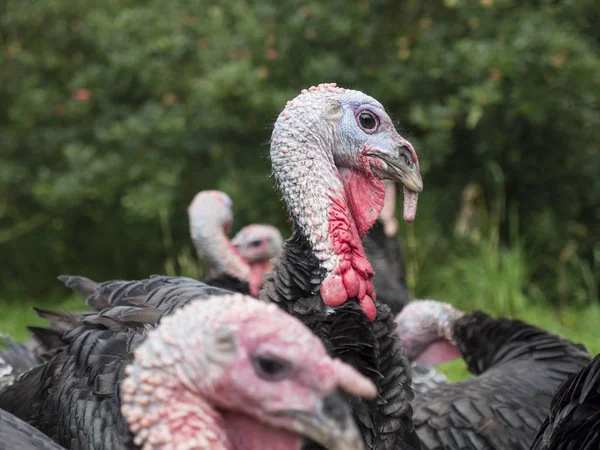 Portrait Flock Domestic Turkeys Meleagris Gallopavo Green Blurred Background — Stock Photo, Image