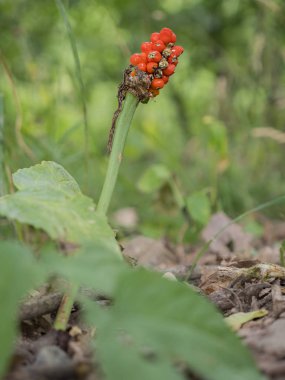 Kırmızı olgunlaşmış meyve ve yeşil yaprakları guguk kuşu-bira bardağı/lords-ve-ladies (Arum maculatum sonbaharında Close-up