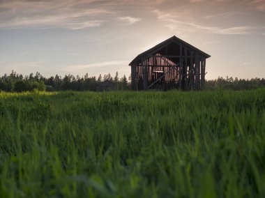 Batan güneşin arkaplanına karşı tahıl tarlasında eski bir kulübe.