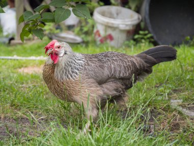 Yeşil kamera karşı karşıya portresi yerli horoz (horoz) arka plan bulanık