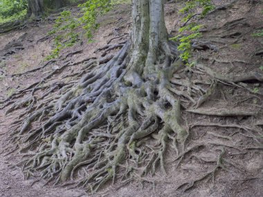 Ağaç kökleri yerden çıkıyordu. Kökler kayaların ve toprağın yüzeyinde yatıyor..