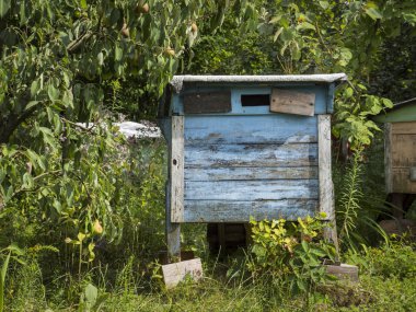 Yaz aylarında arı bahçedeki renkli ahşap kuş yuvaları
