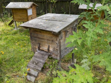 Yaz sonu arı bahçesinde kahverengi ahşap kuş yuvaları