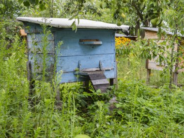 Yaz aylarında arı bahçedeki renkli ahşap kuş yuvaları