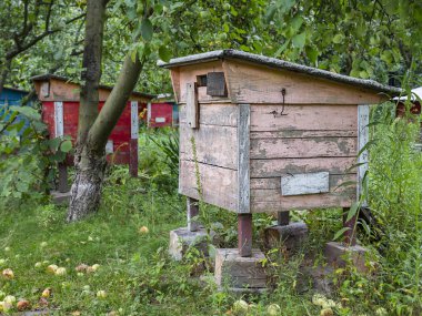 Yaz sonu arı bahçesinde renkli ahşap kuş yuvaları
