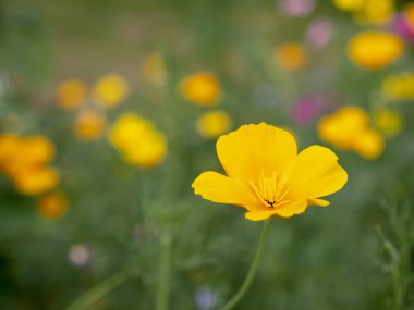 Yakın çekim bir California haşhaş (Eschscholzia californica) çiçek yeşil renkli noktalar ile arka plan bulanık