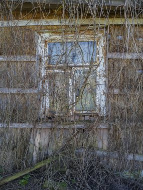 Eski ahşap pencere ve duvar kuru Ivy sürgünler yaprakları olmadan kışın kaplı