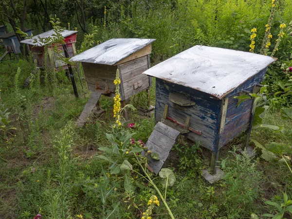 Groupe Ruches Bois Dans Jardin Essaim Abeilles Sur Une Vieille — Photo