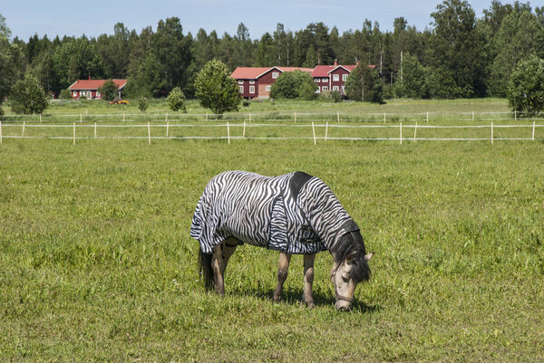 Horse grazing in the field in summer,  wearing a zebra print stable blanket