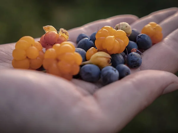 Zbliżenie Europejskich Blueberry Vaccinium Myrtillus Owoce Maliny Moroszki Rubus Chamaemorus — Zdjęcie stockowe