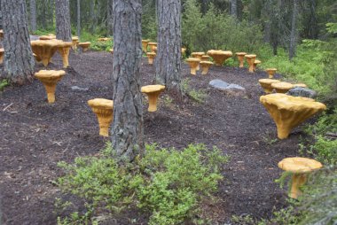 Golden chanterelle-shaped stools in the Enchanted Forest (Trolska Skogen) in Jattendal, Halsingland, Sweden in the autumn 2017 clipart