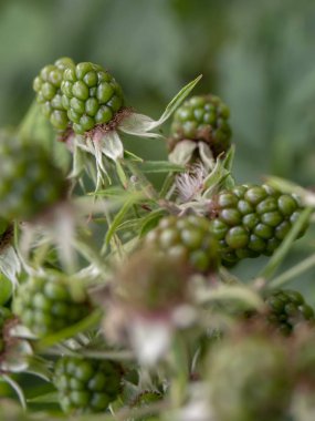 Olgunlaşmamış sarı ahududu meyvesi