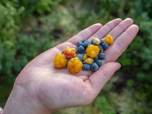 Cloudberry Myrtille Main — Photo