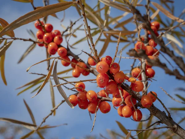 Detail Větev Čarodějnice Zralé Oranžové Společné Hippophae Rhamnoides Plody Rakytníku — Stock fotografie