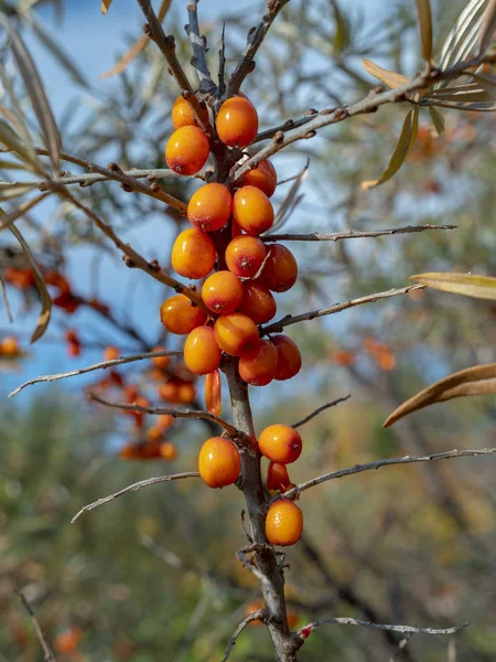 Gros Plan Une Branche Fruits Argousier Commun Hippophae Rhamnoides Orange — Photo