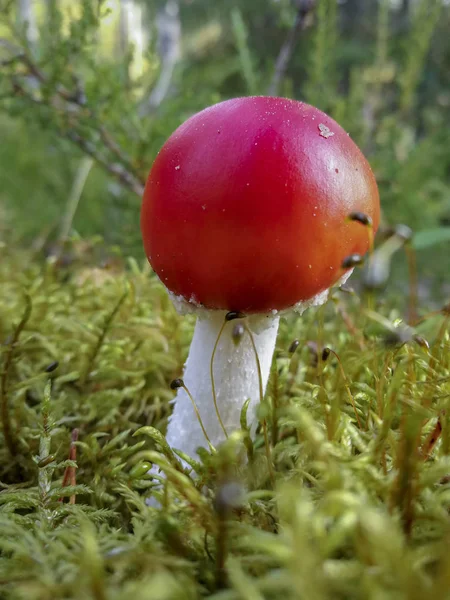 Frühes Entwicklungsstadium Eines Fliegenpilzes Fly Amanita Amanita Muscaria — Stockfoto