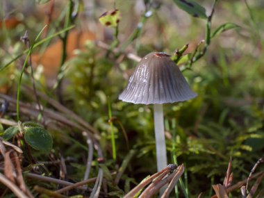 Close-up of milking bonnet (Mycena galopus) mushroom growing in the forest's groundcover in the blurred background clipart