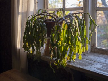 Ahşap pencere pervazına duruyor Noel kaktüs (Schlumbergera) bitki