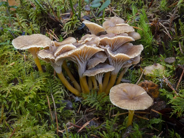 Cantharellus cibarius mantar (Craterellus tubaeformis) orman groundcover içinde büyüyen huni