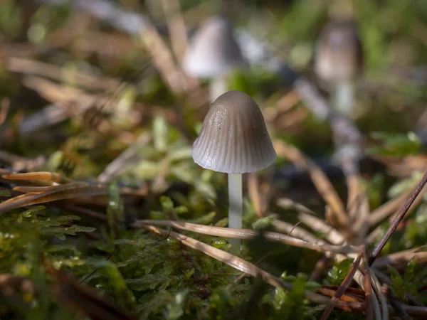 Nahaufnahme Des Milchhaubenpilzes Mycena Galopus Der Waldboden Unscharfen Hintergrund Wächst — Stockfoto